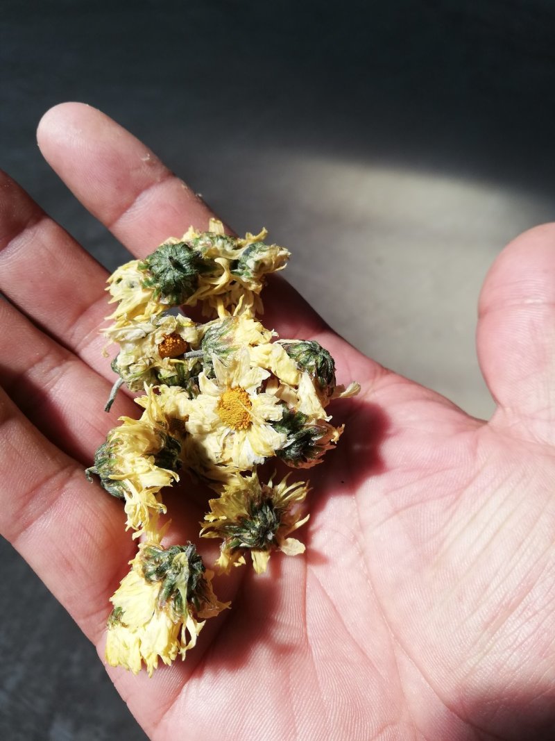 甘菊(杭白菊)