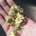 甘菊(杭白菊)