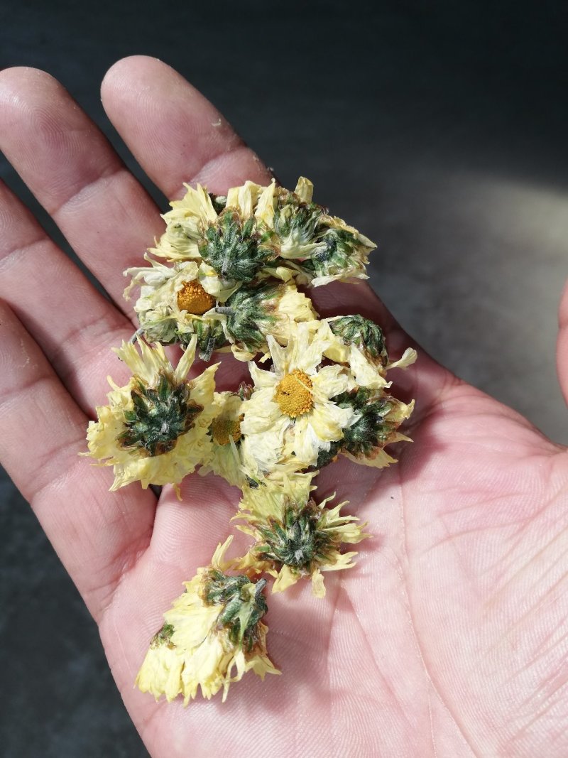 甘菊(杭白菊)