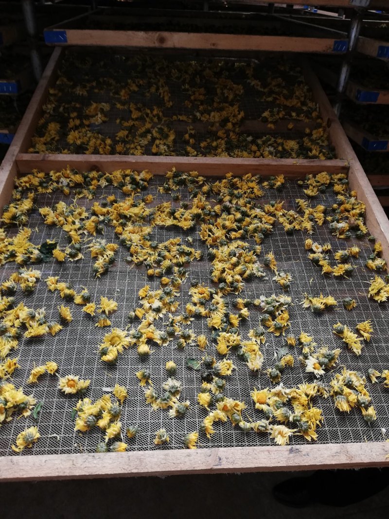 甘菊(杭白菊)