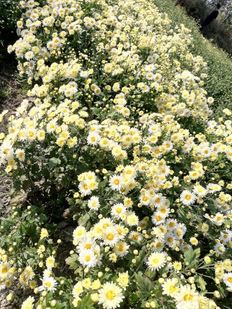 甘菊(杭白菊)