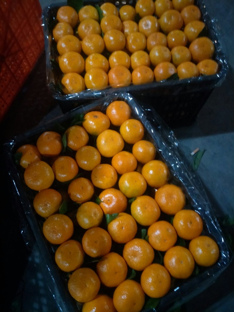 特早带叶蜜橘，酸甜适中，欢迎来果园看货订购包装加工一条龙