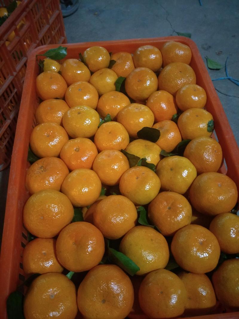 特早带叶蜜橘，酸甜适中，欢迎来果园看货订购包装加工一条龙