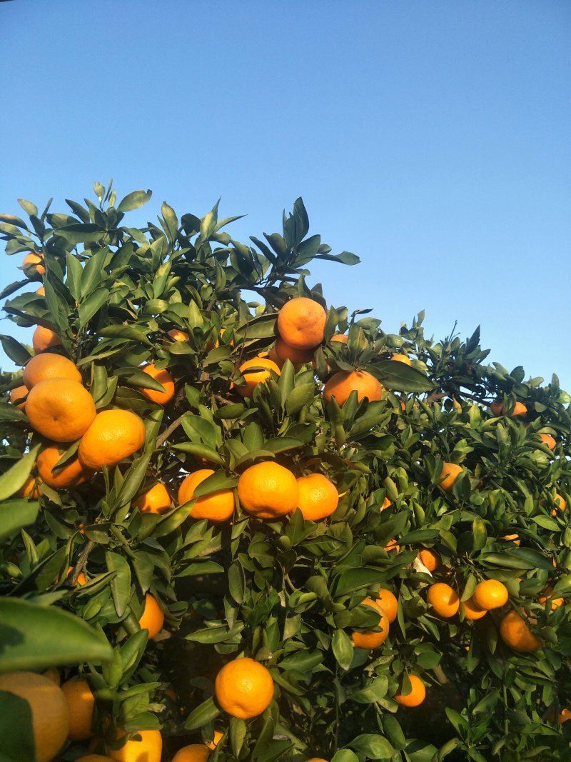 特早带叶蜜橘，酸甜适中，欢迎来果园看货订购包装加工一条龙