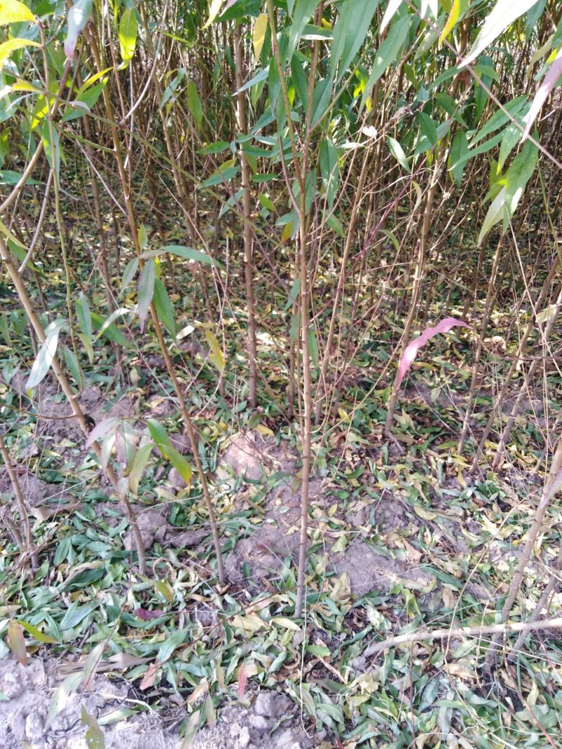 桃树苗
