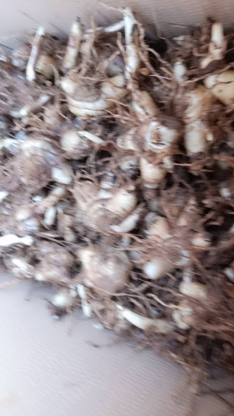 出售白芨种子