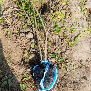 水果种苗