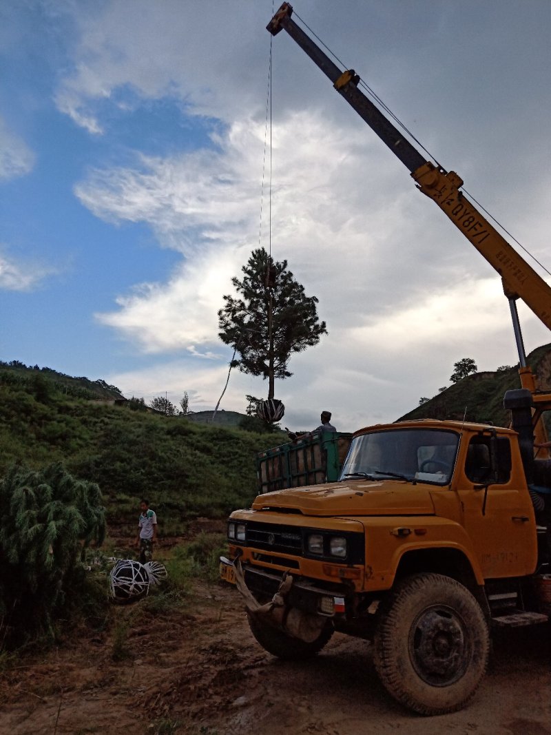 油松5/6米油松苗一级树基地直供，价格公道