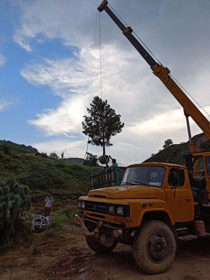 油松5/6米油松苗一级树基地直供，价格公道