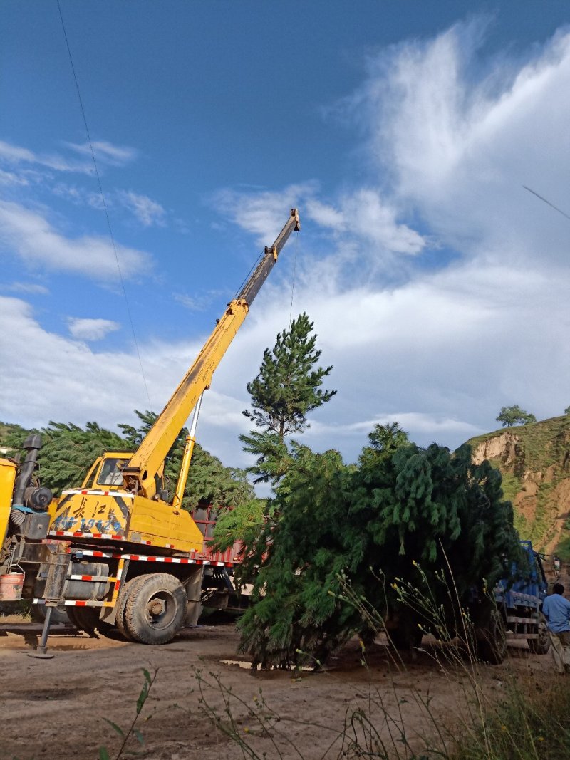 油松5/6米油松苗一级树基地直供，价格公道