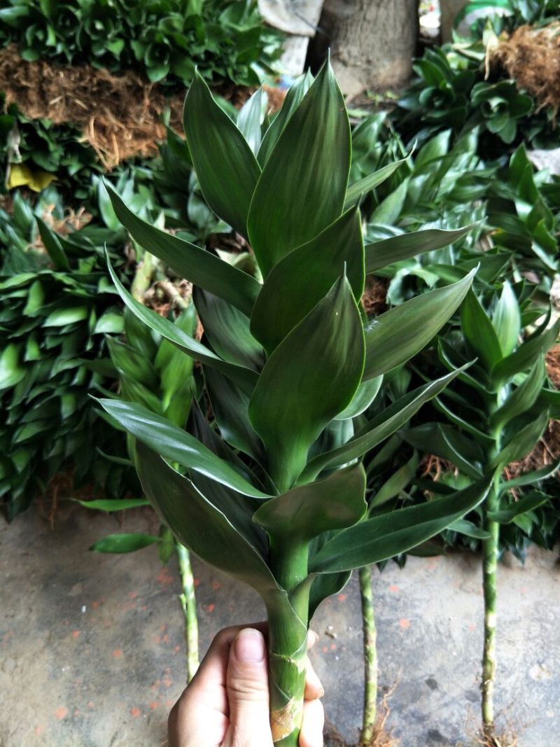 观音竹2~3cm2米以下