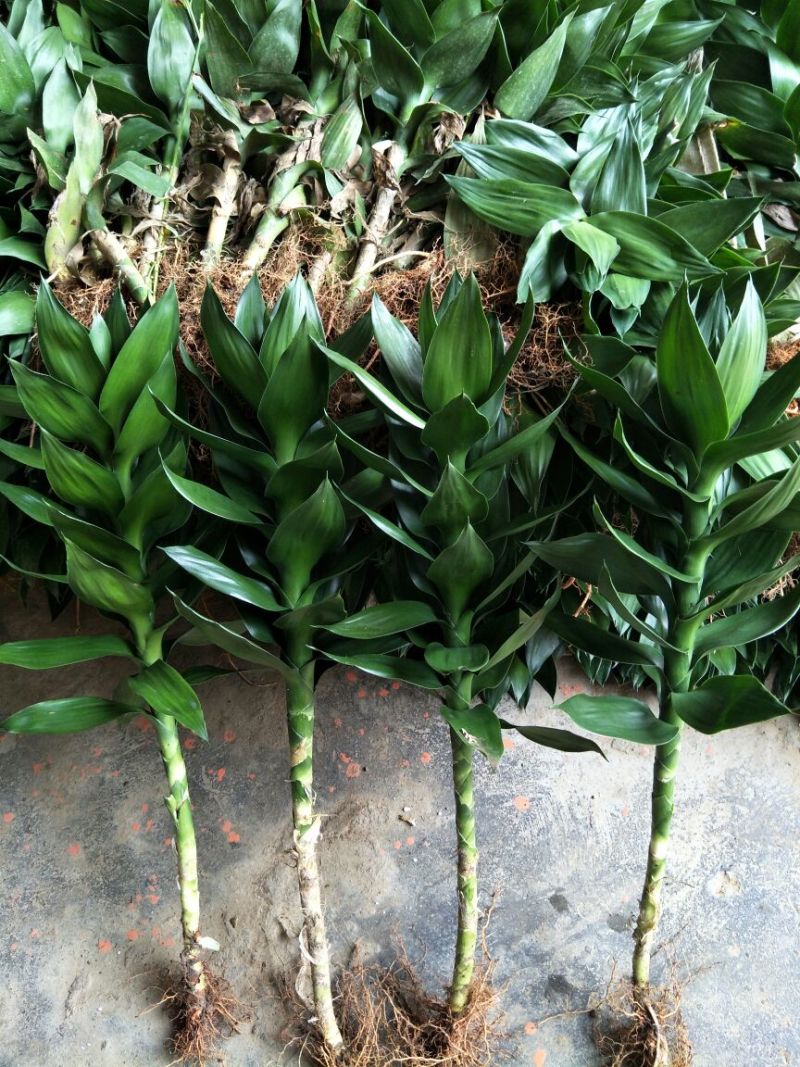 观音竹2~3cm2米以下