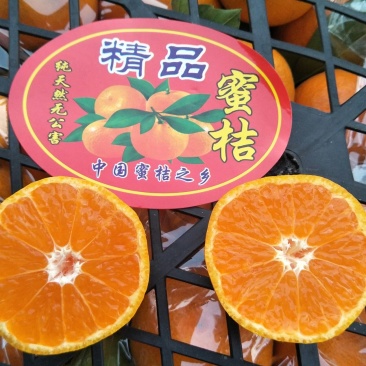 小红果小叶桔蜜橘纯甜50～65cm口感蜜甜化渣）