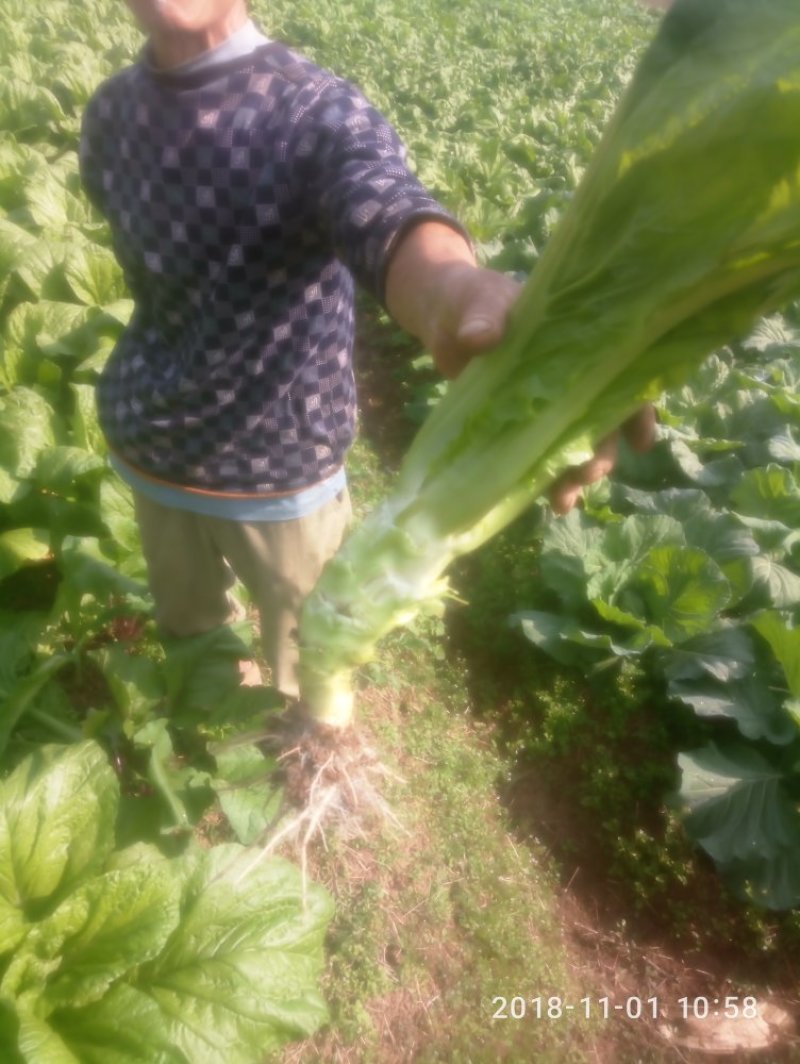 脆皮青菜