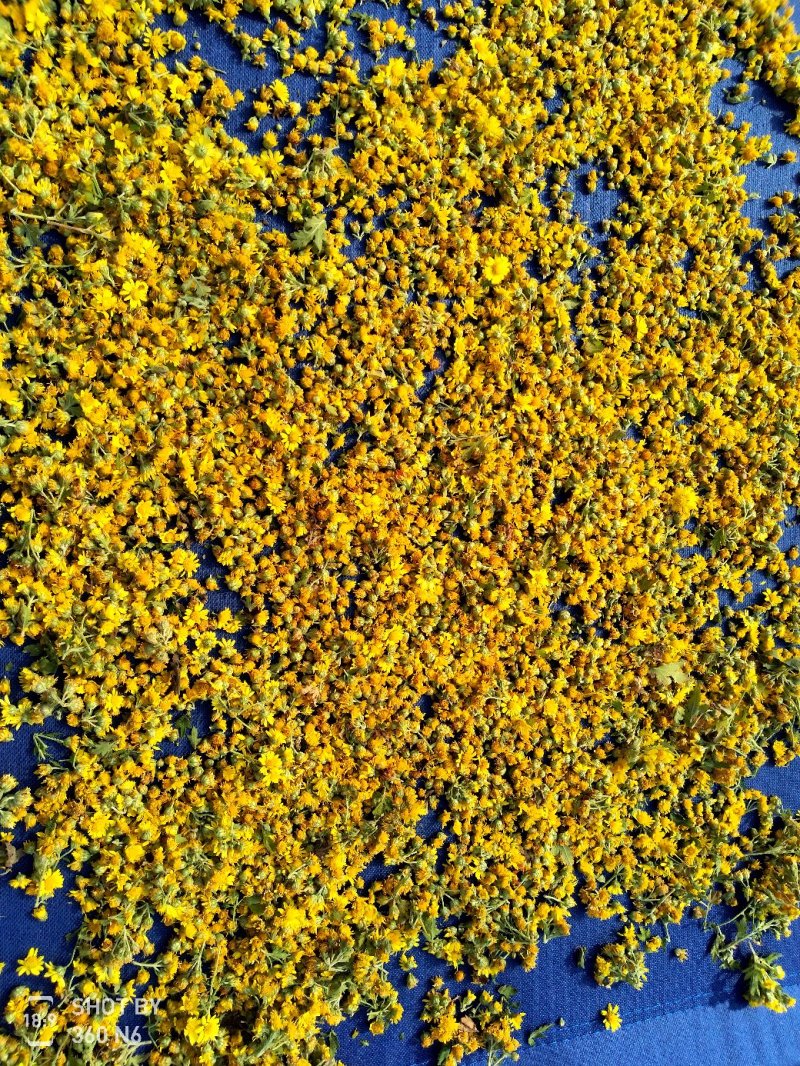 大量供应野菊花