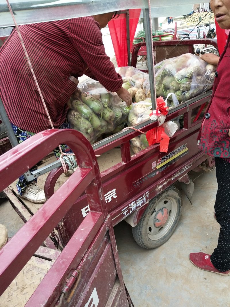 青头萝卜，大量上市了，斤半到二斤供应各种超市，货源充足，