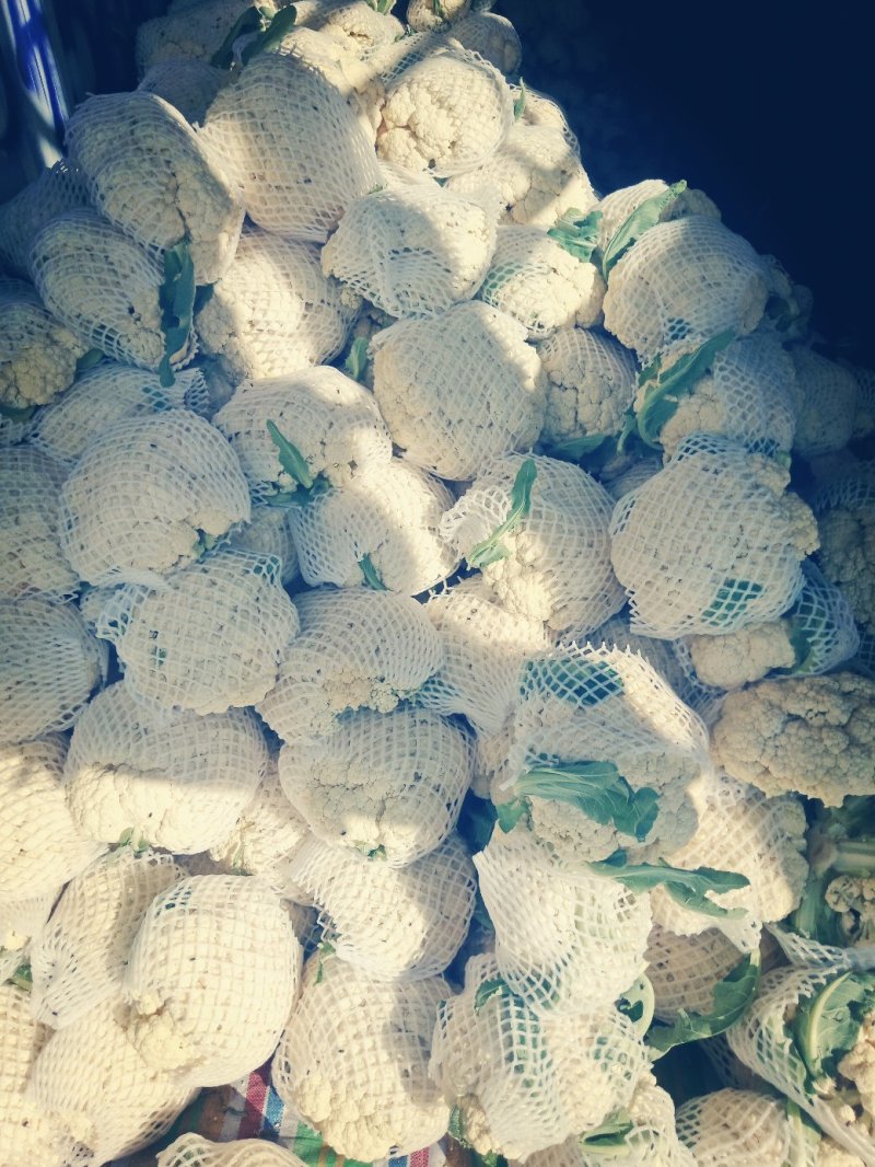 有机花菜，散花，色泽乳白，小米粒，个头均匀，
