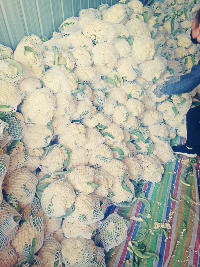 有机花菜，散花，色泽乳白，小米粒，个头均匀，