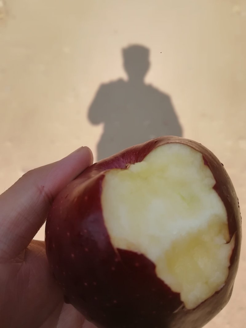 花牛苹果树苗大量供应优质苹果树苗批发优质苹果苗