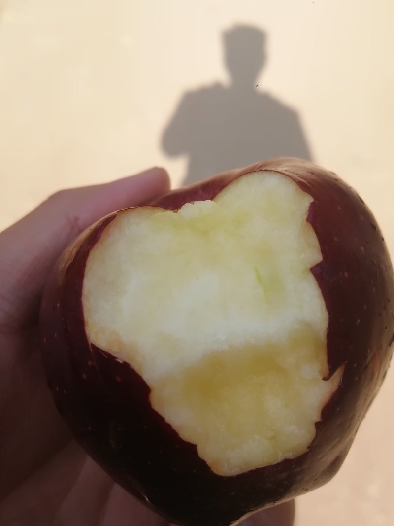 花牛苹果树苗大量供应优质苹果树苗批发优质苹果苗