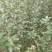 花牛苹果树苗大量供应优质苹果树苗批发优质苹果苗