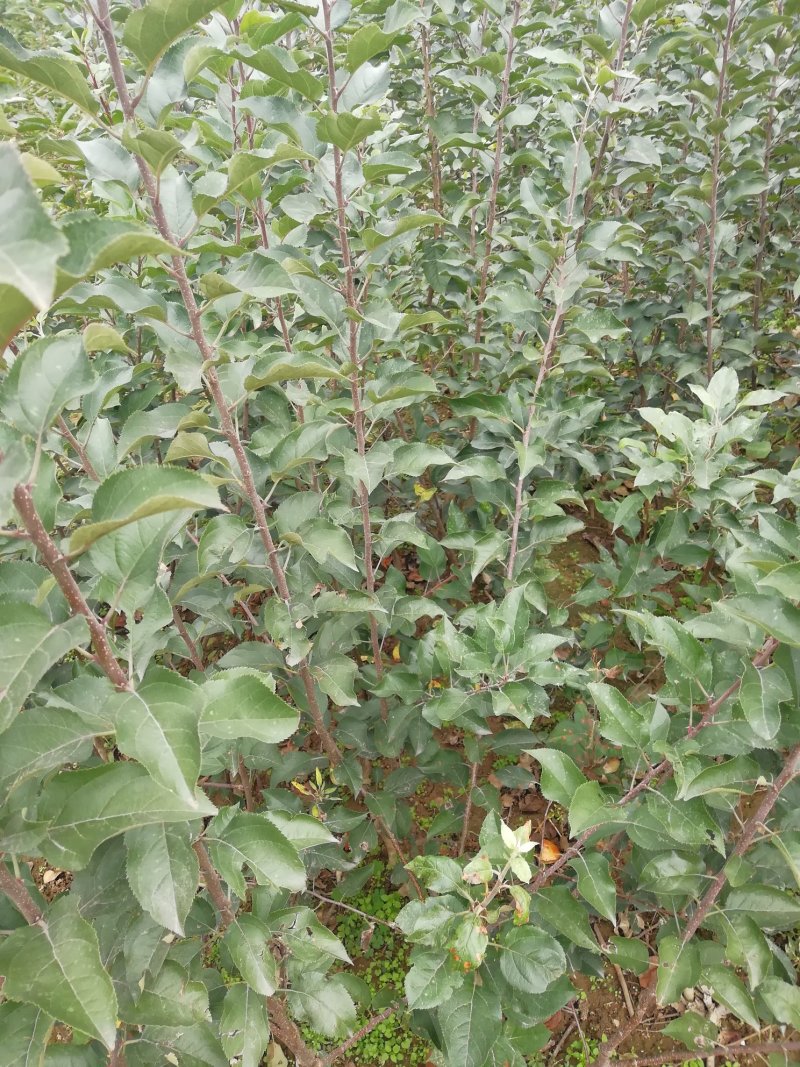 花牛苹果树苗大量供应优质苹果树苗批发优质苹果苗