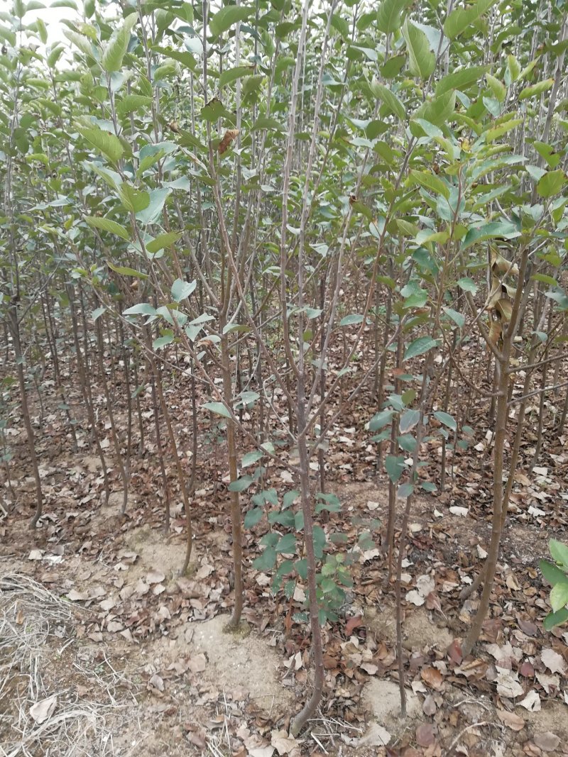 花牛苹果树苗大量供应优质苹果树苗批发优质苹果苗