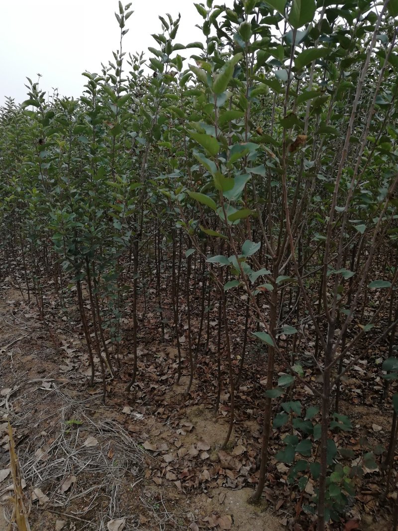 花牛苹果树苗大量供应优质苹果树苗批发优质苹果苗