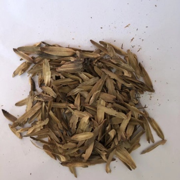 马褂木种子
