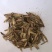 马褂木种子