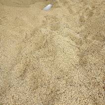 黄豆