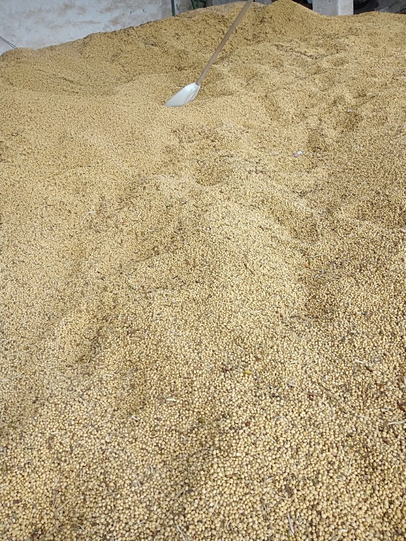 黄豆