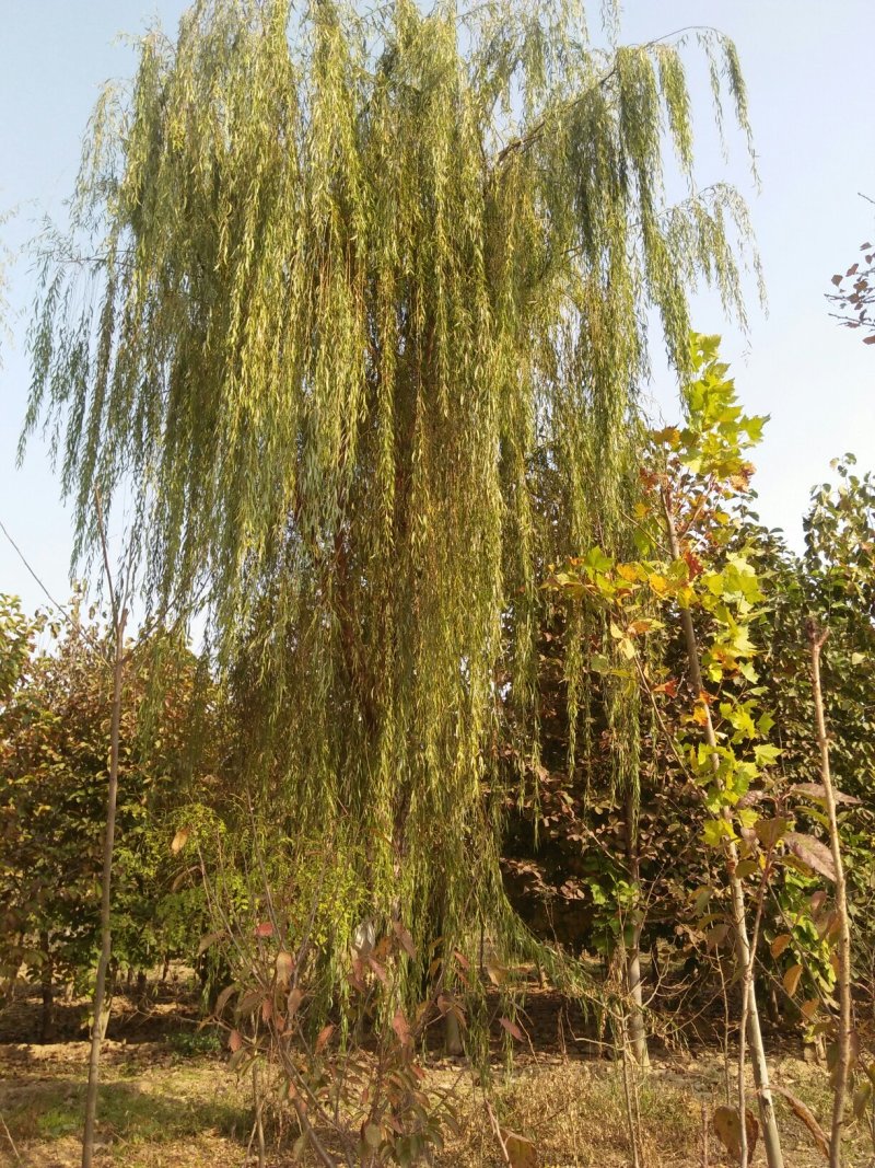 绿化苗木