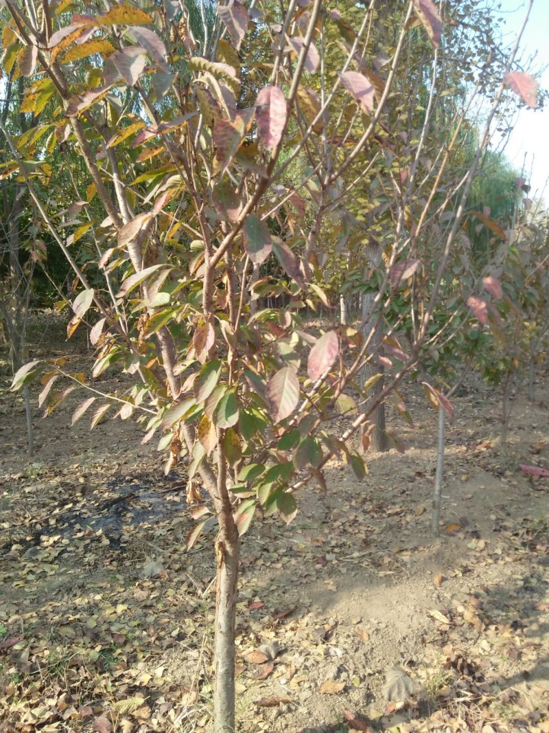 晚樱