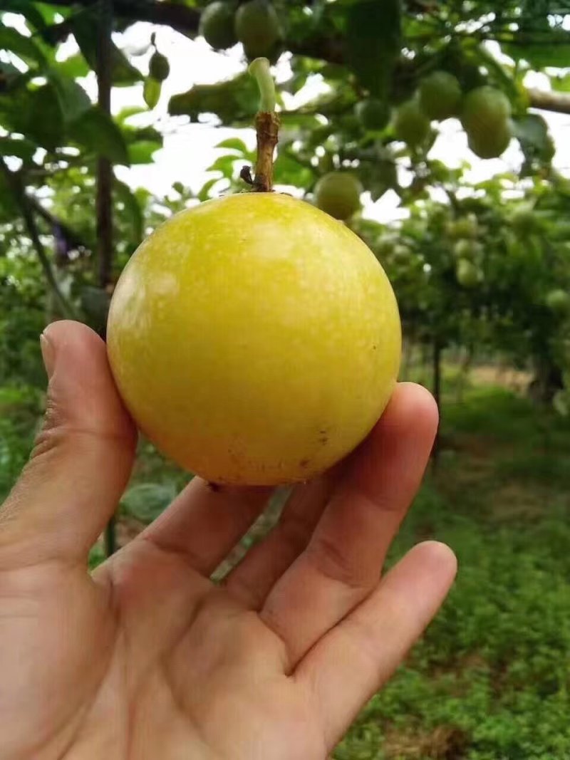 黄金百香果