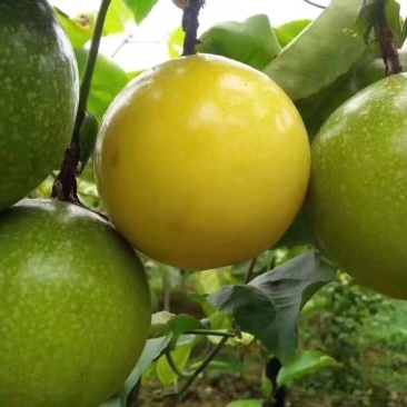 黄金百香果