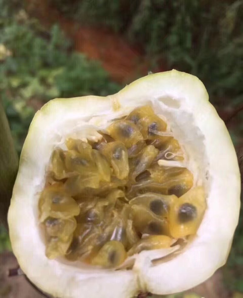 黄金百香果