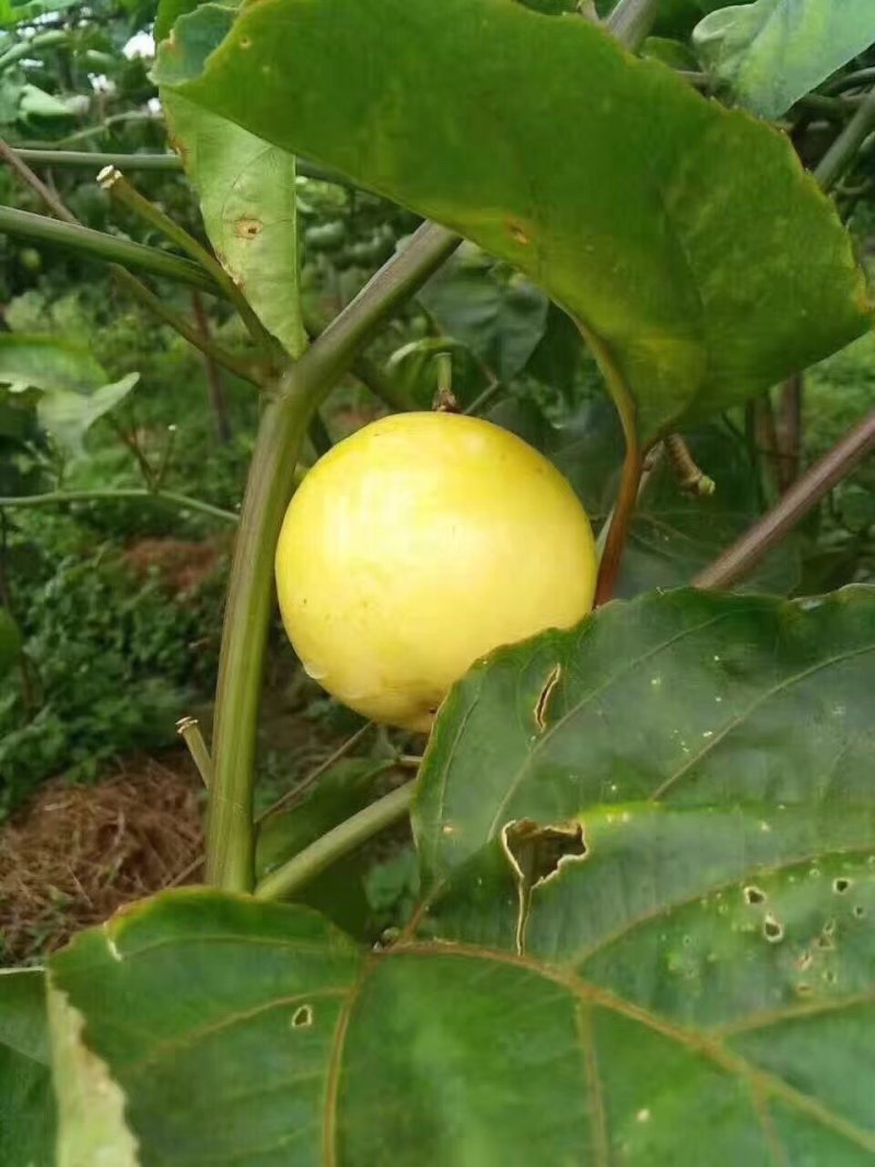 黄金百香果