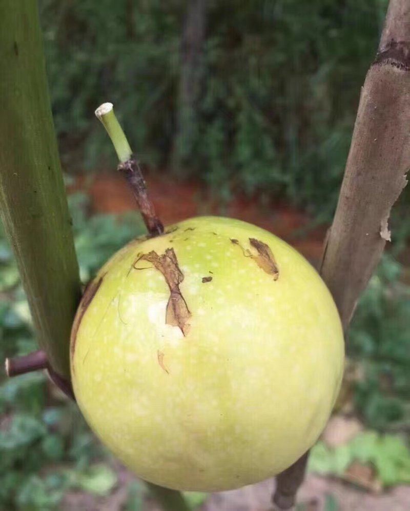 黄金百香果