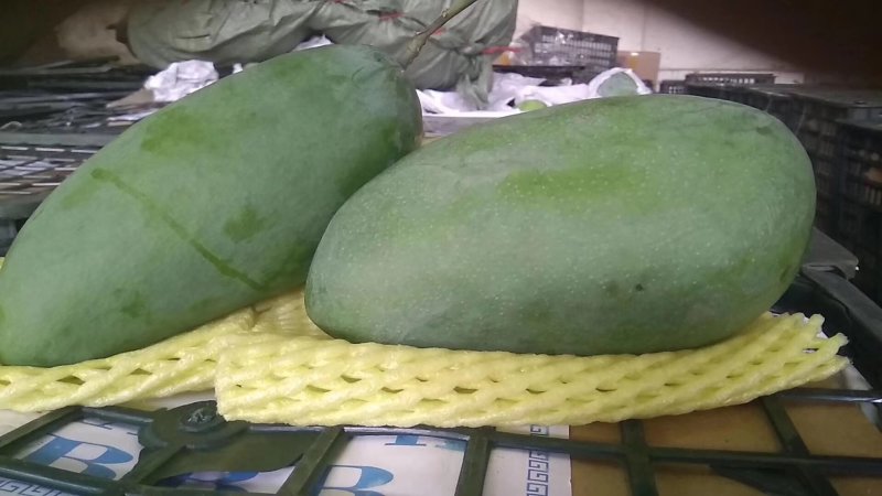 金煌芒