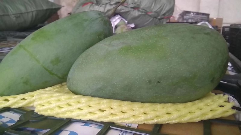 金煌芒