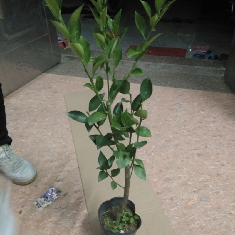 柠檬粘木大果品种皇帝柑（贡柑）苗，基地直供，欢迎参观惠顾
