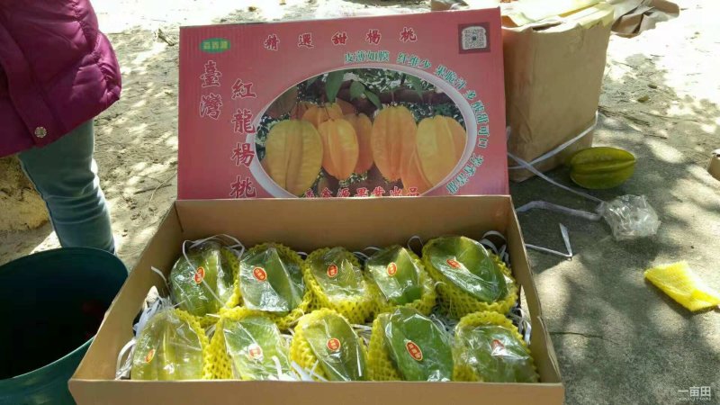 杨桃