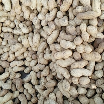 大量批发熟花生