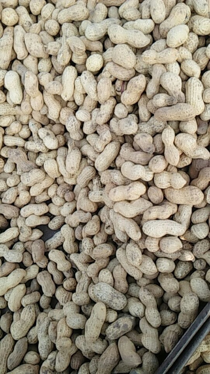 大量批发熟花生