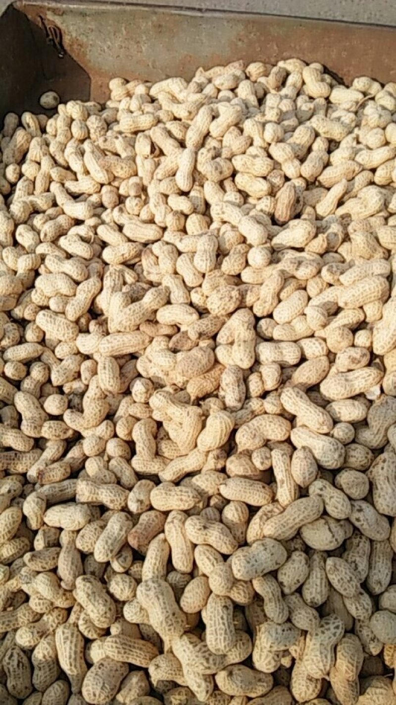 大量批发熟花生