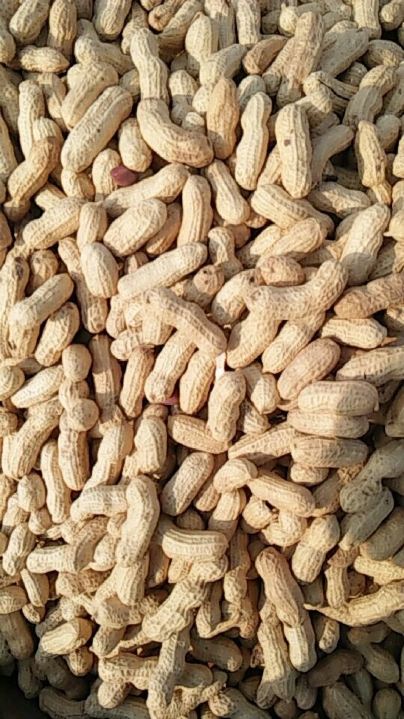 大量批发熟花生