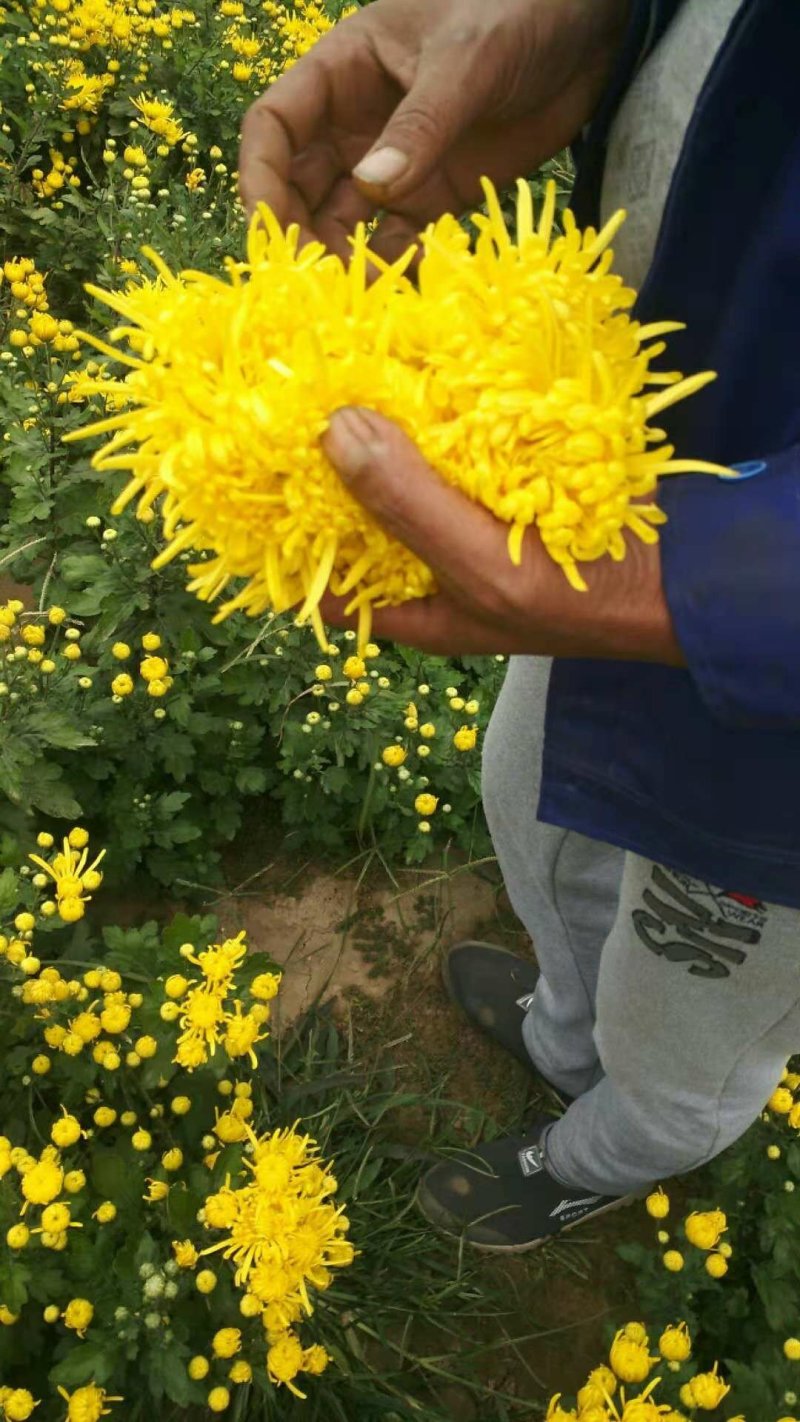 金丝皇菊