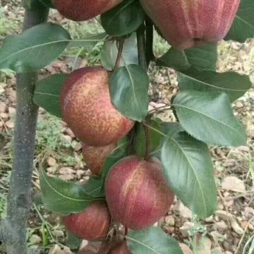 批发梨树苗1-3年嫁接梨树品种纯正价格优惠