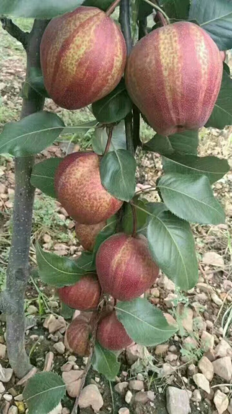 批发梨树苗1-3年嫁接梨树品种纯正价格优惠